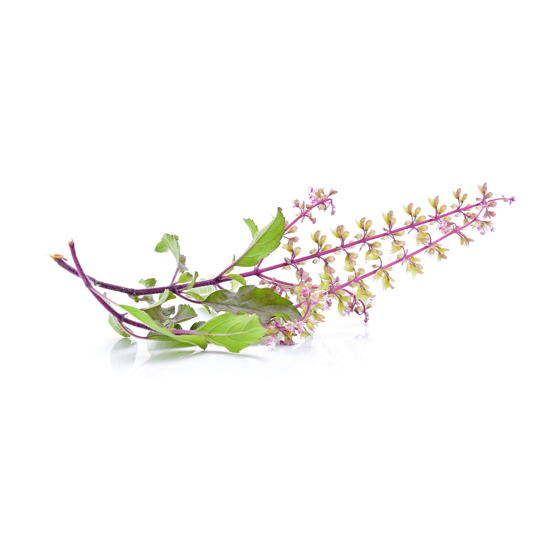 Máscara Facial e Capilar Herbal de Tulsi em pó