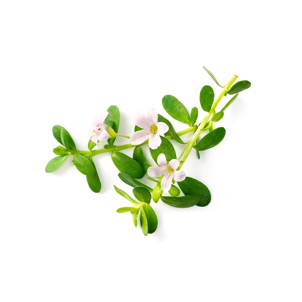 Bacopa monnieri em pó biológico da Sattva Foods, planta Ayurvédica tradicional para apoiar a função cognitiva, a memória, a concentração e a resposta natural ao stress.