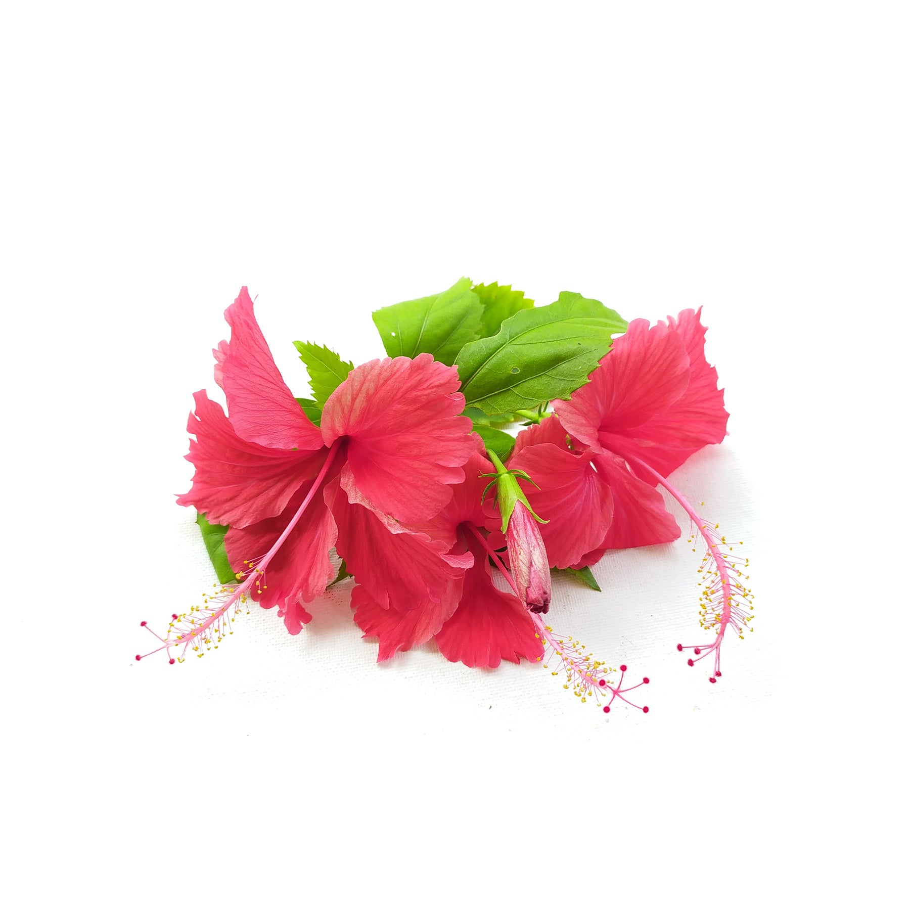 Complemento Herbal para Coloração Capilar com Henna de Hibisco
