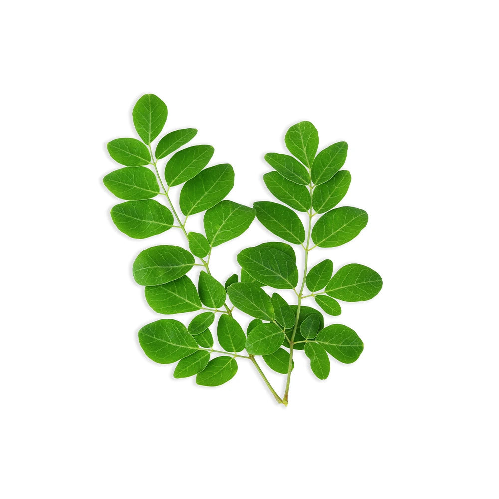 Cápsulas com extrato de folha de Moringa oleifera para energia natural