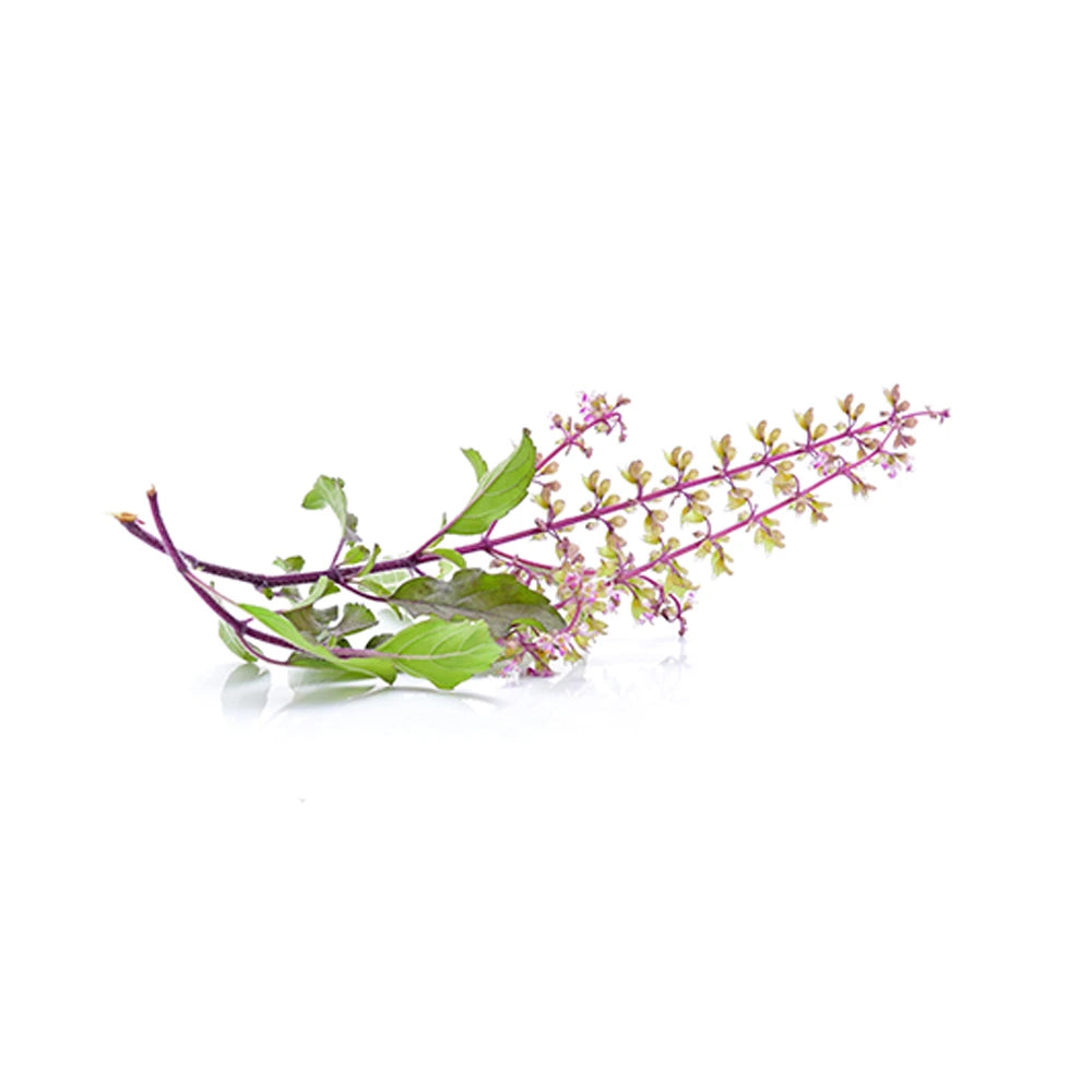 Suplemento biológico de Tulsi 60 cápsulas para apoiar a saúde respiratória e o bem-estar diário