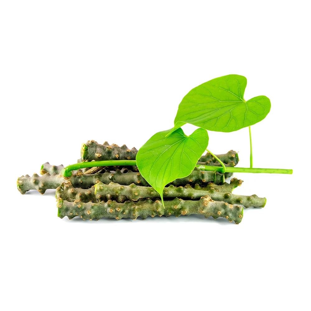 Giloy em Pó Biológico, planta adaptogénica para apoiar a digestão e o bem-estar diário