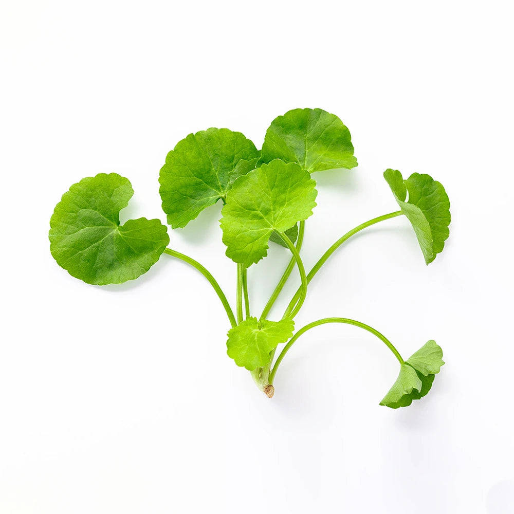 Suplemento ayurvédico biológico de Gotu Kola com extrato vegetal padronizado