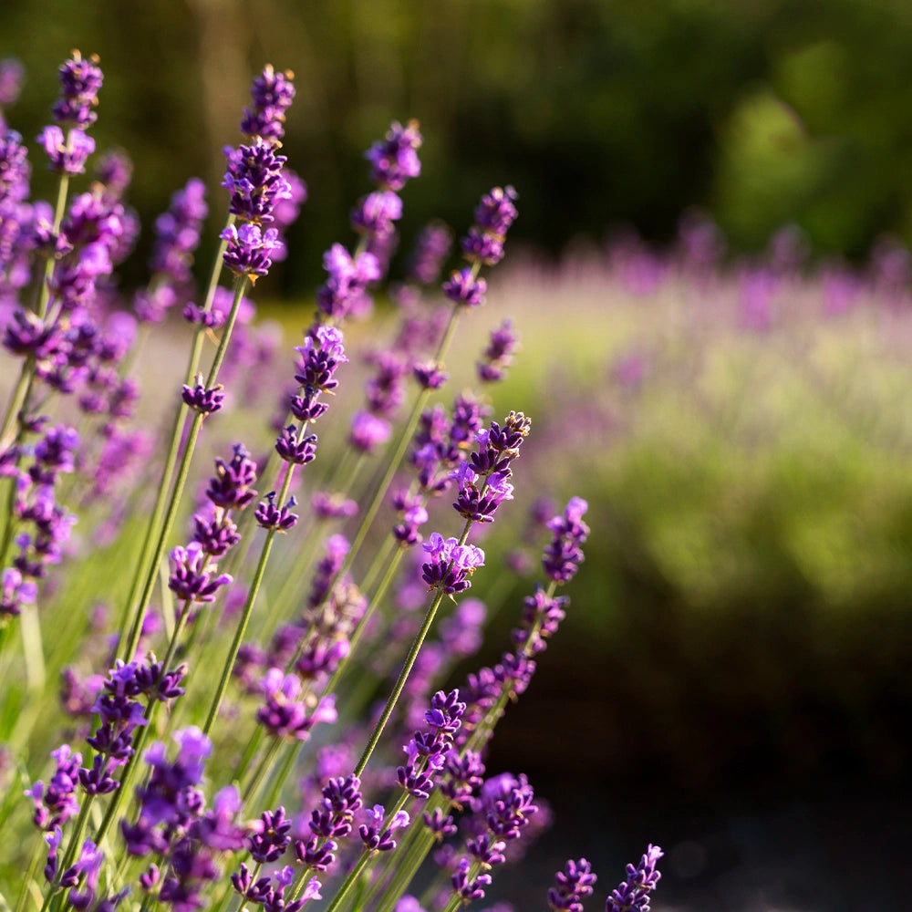 Aceite Esencial de Lavanda