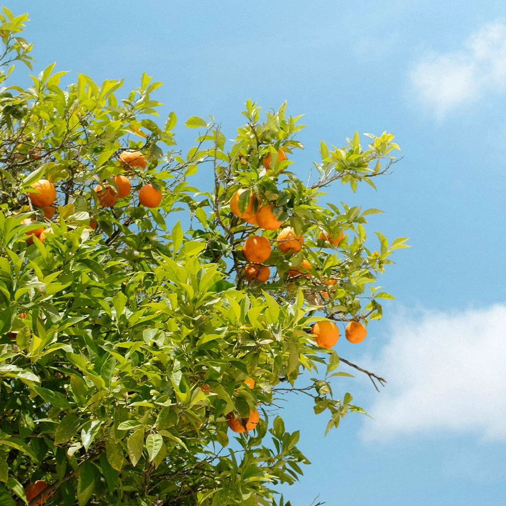 Orange Essential Oil