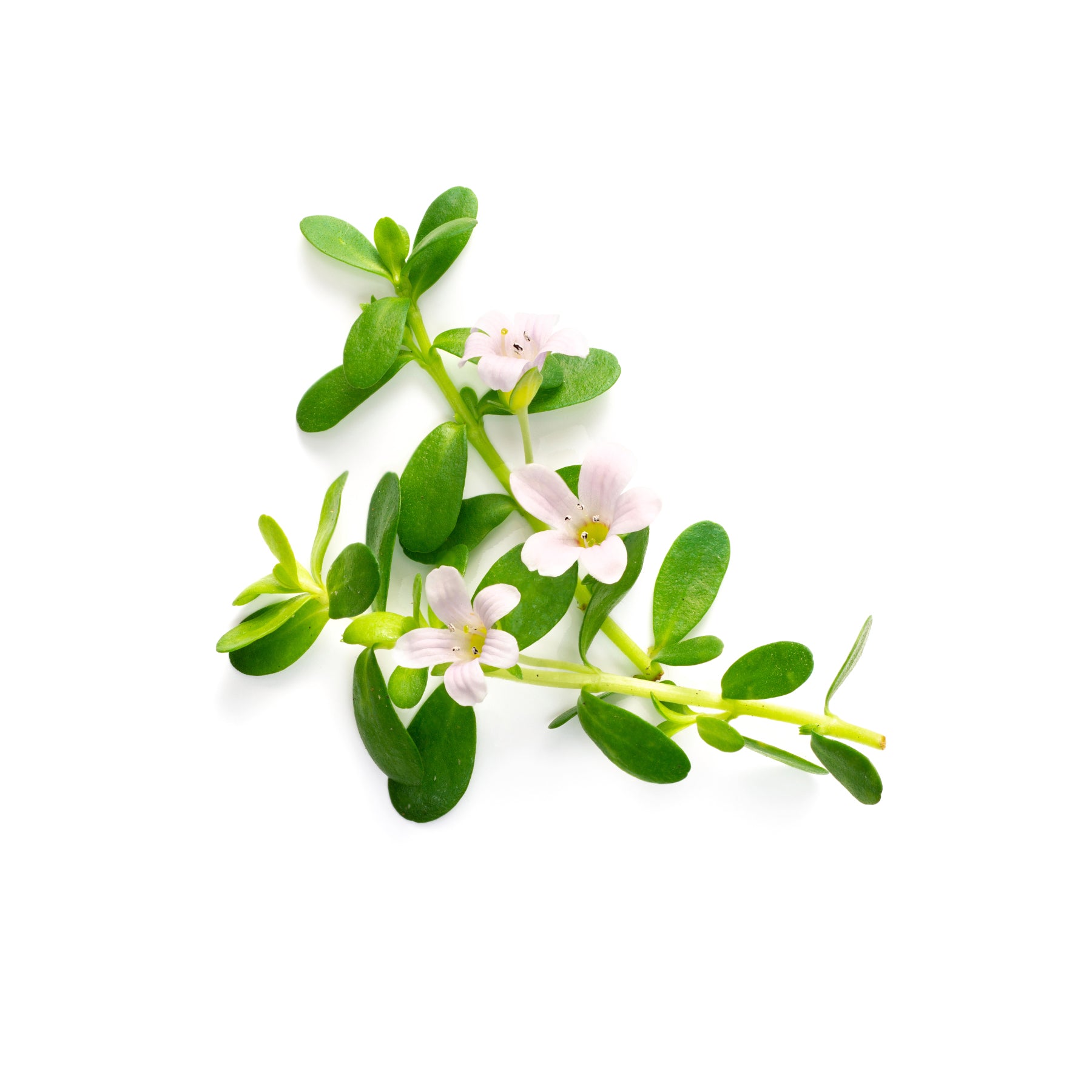 Maschera Capelli Brahmi in polvere