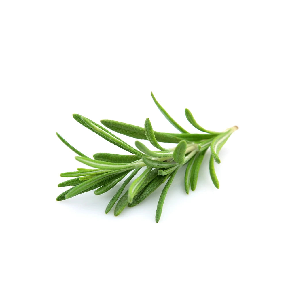 Óleo Essencial de Alecrim Sattva Ayurveda para difusor, aromaterapia, memória, concentração e cuidados do couro cabeludo.