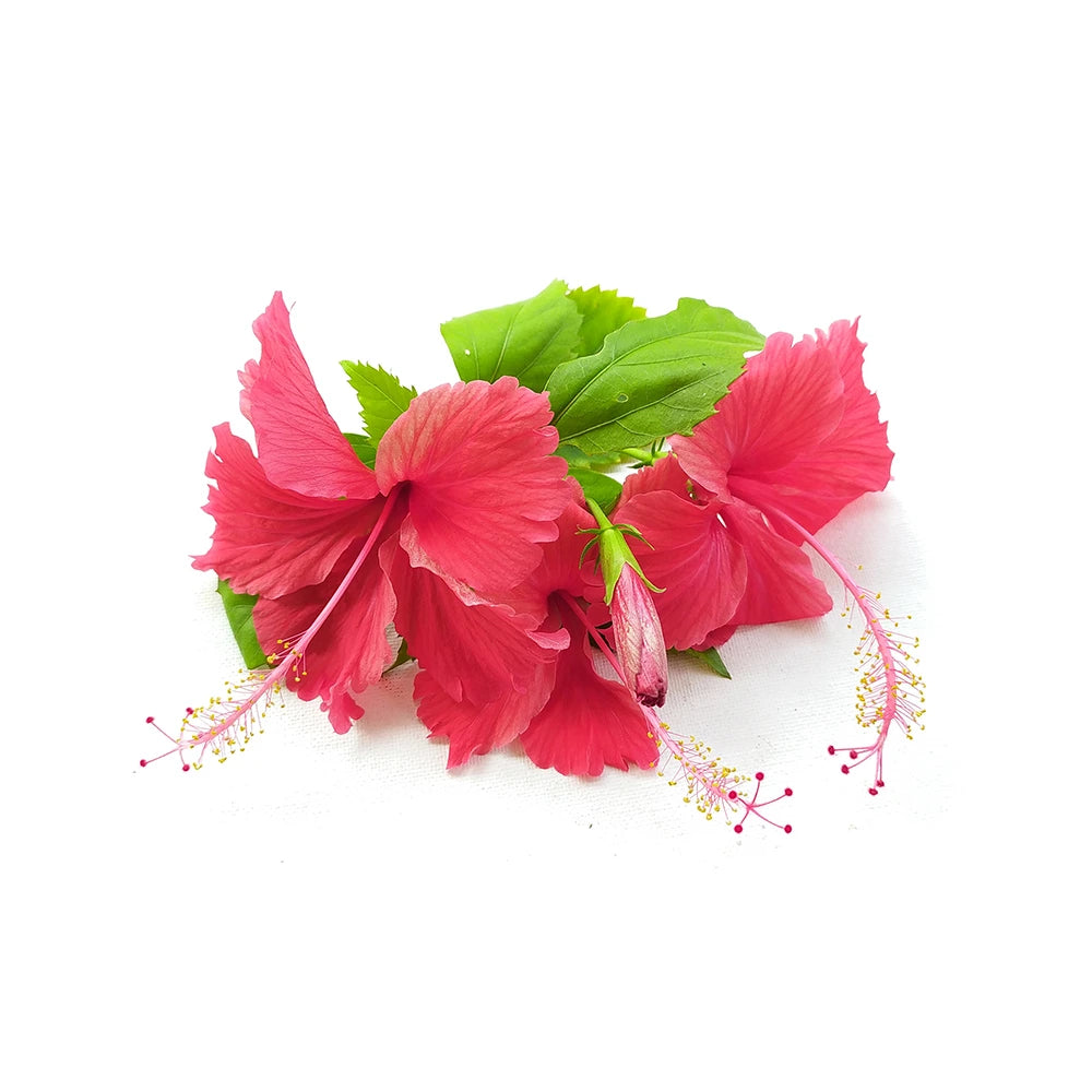 Maschera per Capelli Ayurvedica all'Ibisco